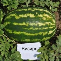 Арбуз Капитал Ф1 Семена Купить