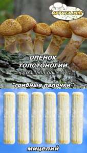    ,   , ,  .