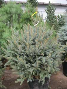    ,    Glauca