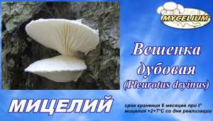  ( ,  /   )   (Pleurotus dryinus)     - 