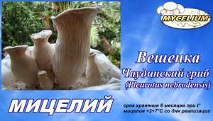   -      (Pleurotus nebrodensis)  ,   - 