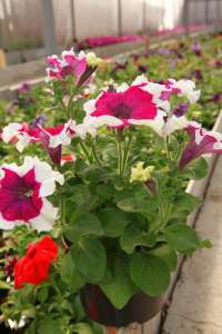 , , , , .  (044)227-30-95.