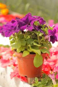 , , , , .  (044)227-30-95.