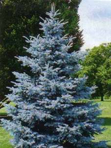  ,  ,  , Picea pungens