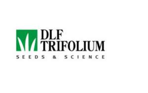     DLF Trifolium