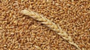      (Durum) - 