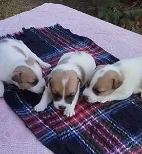     , (Jack Russell Terrier puppies Odessa) - 