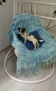     ,(Jack Russell Terrier puppies Odessa)