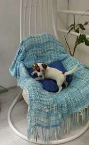     ,(Jack Russell Terrier puppies Odessa)