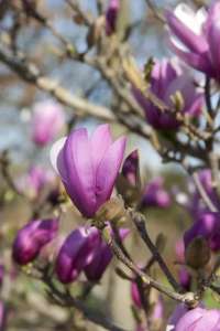     ( Magnolia liliiflora Nigra) - 