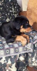     Rottweiler   - 