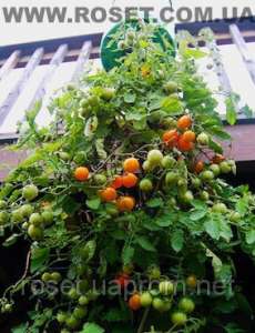     Upside Down Tomato Planter