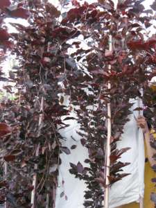    Fagus silvatica   - 