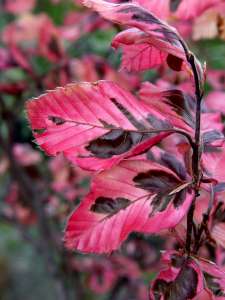    Fagus silvatica  