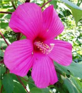    (Hibiscus)