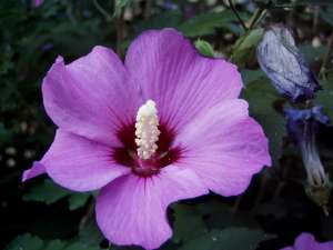    (Hibiscus)