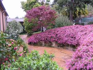  ,   ( Lorpetalum ) ,  (Bonsai).    ,  ,  .