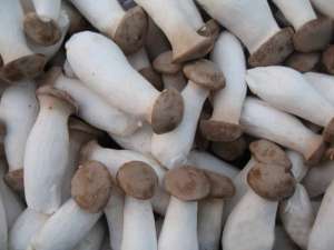   , Pleurotus eryngii - 