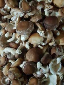    Shiitake    - 