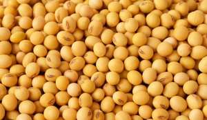    (Soybeans seeds for EXPORT) (FCA, FOB, CIF) - 