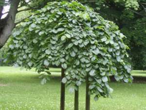    Ulmus Pendula   - 