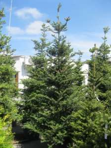   (abies koreana) 1.8-2   .  , .