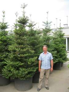   (abies koreana) 3-3.5   . .  . - 