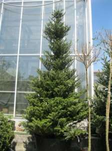   (abies koreana) 3,5-4 .  . .  .