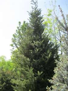   (abies koreana) 4-4.5   . .  . - 