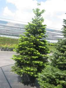   (abies nordmanniana) 2.5-3 .  .  . . - 