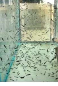   Doctor Fish (Garra Rufa) - 