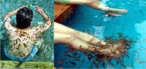   Doctor Fish (Garra Rufa)