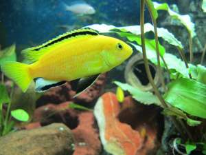 - () Labidochromis caeruleus yellow - 