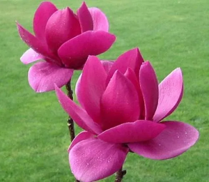  '' / Magnolia 'CLEOPATRA'  