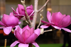  '' / Magnolia 'CLEOPATRA'  