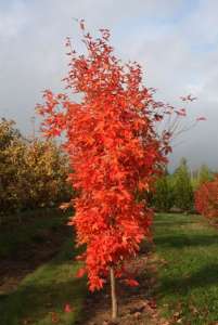   "Pendula"   