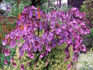   "Pendula"   