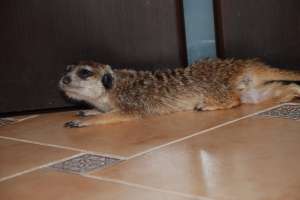   (Suricata suricatta)   