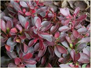  Atropurpurea - 