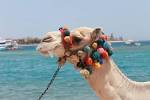  Dreams Vacation Resort 5*,   , -- - 