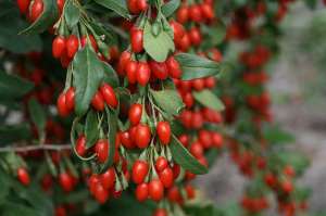  New berry, New big berry, Delicate (1-2-3 )     - 