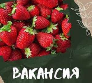 🅾 Требуются СОРТИРОВЩИКИ Саженцев Клубники ПОЛЬША - оголошення