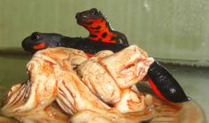 2 ������������� 2 ��������� ������� + 2 ��� ������� � ���� � ������� - ����������