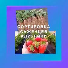 ✅ РАБОТА в Польше || Сортировка Cаженцев Клубники || Заедз уже начался! - объявление