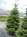   (abies nordmanniana) 2.5-3 .  .  . .