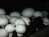     (garicus bisporus) -    