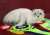 ������������ ������ ����������� ������ (Scottish fold, Scottish stright)