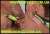       -Micro Touch Max