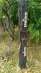      Daiwa, 350 .