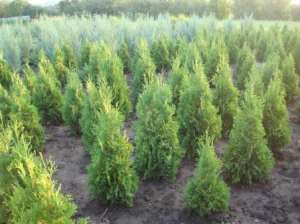 AG garden - питомник декоративных растений - объявление